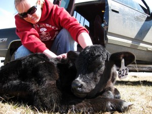 Lauren meets calf #822!