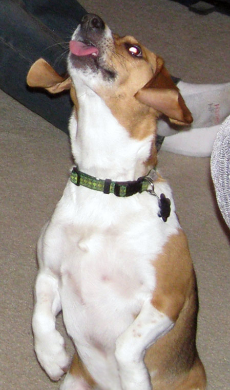 Roscoe enjoys some Super Bowl ice cream.