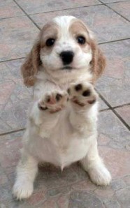 cocker spaniel puppy