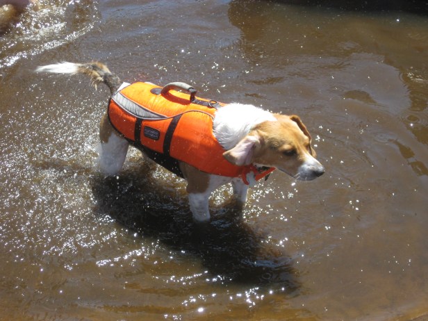 Roscoe shakes off after being thrown into the river.