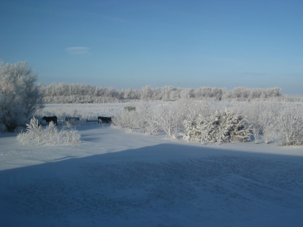 wintry scenery on the farm