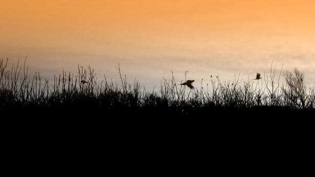 SOUTH DAKOTA: A picture I took on the farm of pheasants flying.