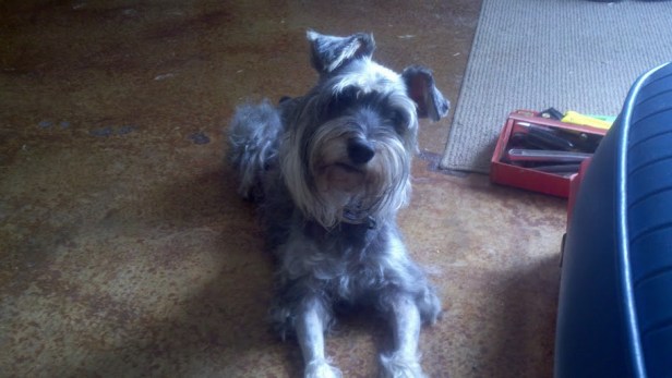 Matilda, the dog who ran up a giant vet bill