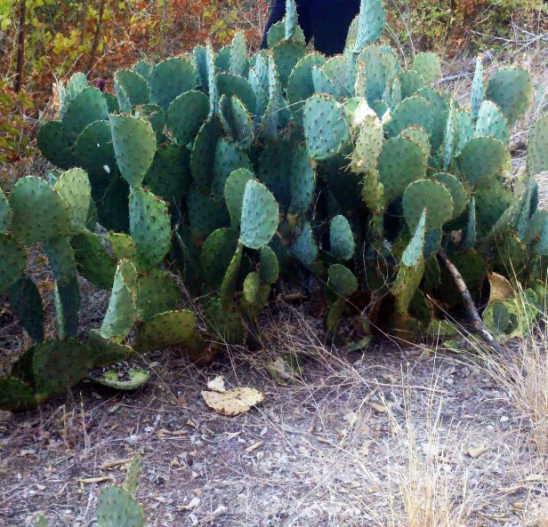 Cacti in the Woods