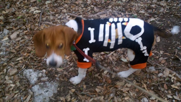 beagle in a halloween costume
