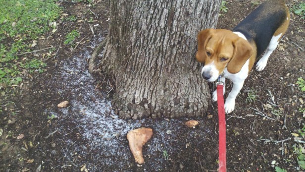 Trace snowfall in Austin, TX Trace snowfall in Austin, TX