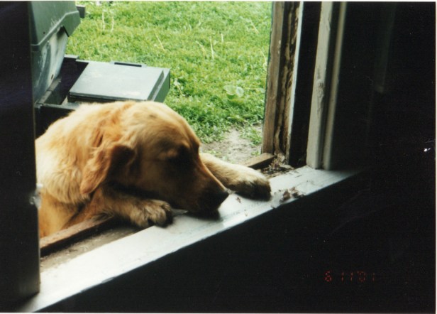 A family pup, possibly Brandy, peeks through a window.