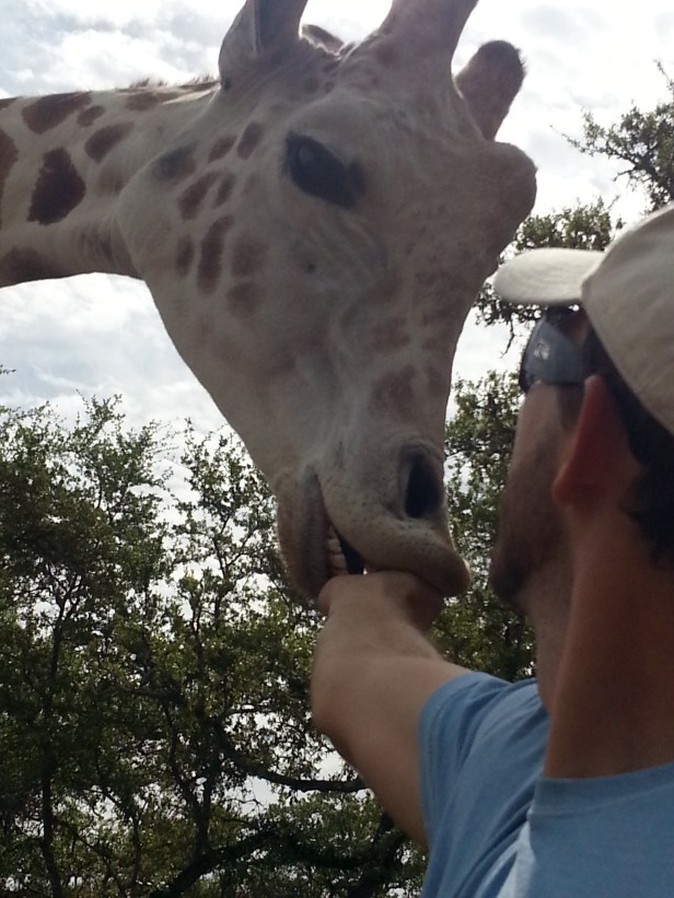 Duane fed Clyde the giraffe. That was pretty cool being right up next to a giraffe like that, I must admit.