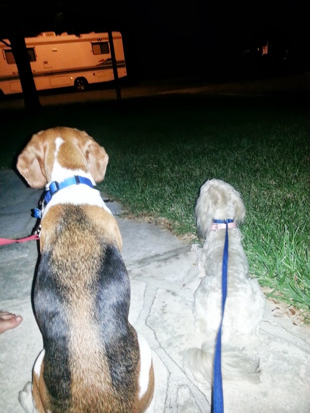 Baxter and Louie waiting for Louie's dogsitter to come rescue him.
