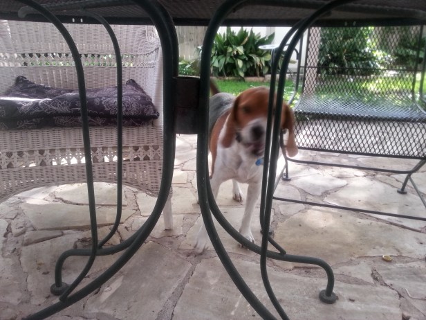 5:40pm - Beagle is happy to be out of his crate and able to take a monster shit in the lawn. What a good job he did holding it all day!