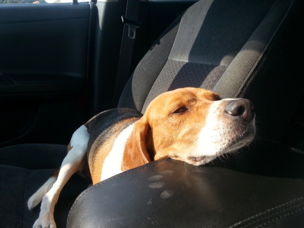 Baxter was back at daycare for the first time in a couple weeks, and was dead tired after running around for 10 hours in 100-degree heat.