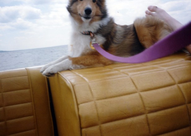 The bottom part of family pooch Cooper (?) on a boat at the lake.
